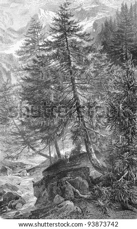 Vintage drawing of European larch in nature - Picture from Meyers Lexicon books collection (written in German language ) published in 1908 , Germany.