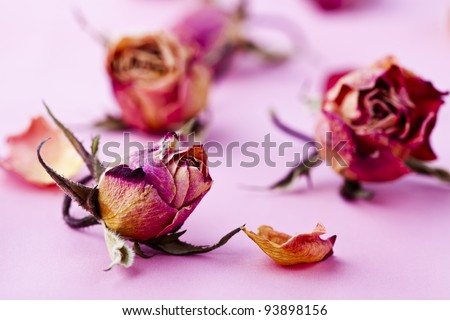 Close-up image for Valentine's Day of dry roses. Studio shot.