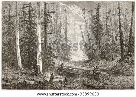 Russian fir forest old illustration. Created by Moynet, published on Le Tour du Monde, Paris, 1867