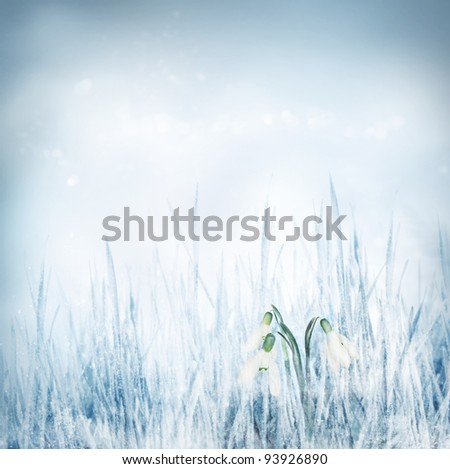 Snowdrop Galanthus flowers on winter bokeh background.