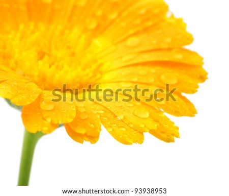 Orange flower with drops of water