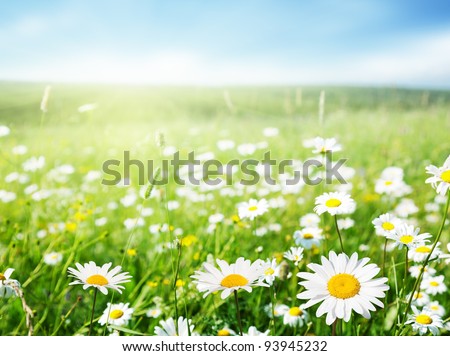 field of daisy flowers Royalty-Free Stock Photo #93945232