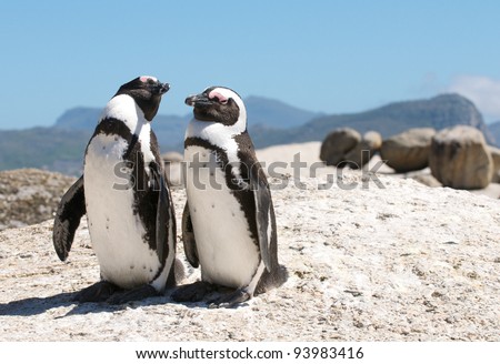 Boulders Penguins Cape Town Royalty-Free Stock Photo #93983416