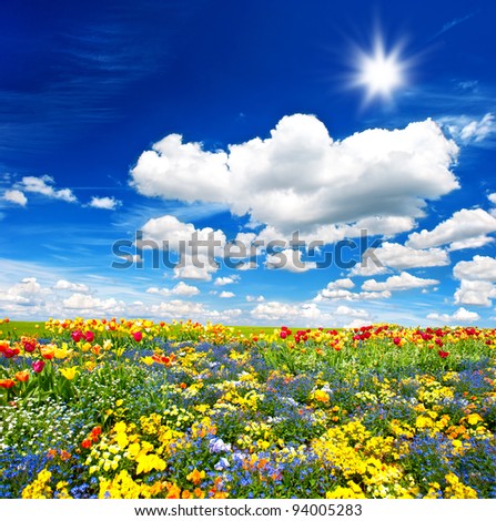 tulips flower bed. colorful flowers over cloudy blue sky