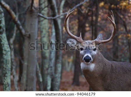 Whitetail Buck Deer, Portrait with Woodland Background