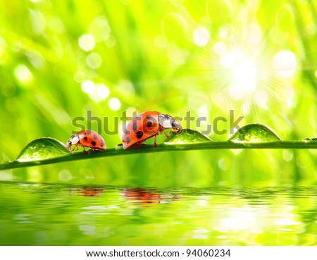 Funny picture of ladybugs drinking from dew drops on a fresh spring grass.