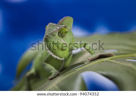 Chameleon on the leaf