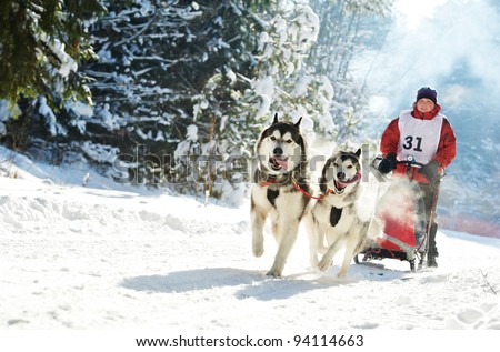 Sled dog racing ? musher dogteam driver and Siberian husky at snow winter competition race in forest