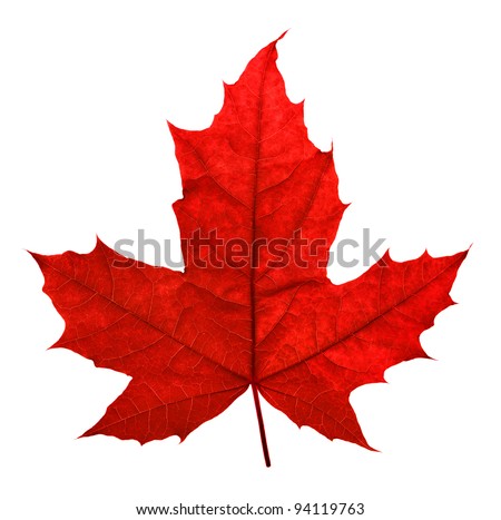 Red maple leaf, isolated on white Royalty-Free Stock Photo #94119763