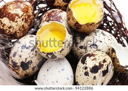 quail eggs in nest closeup