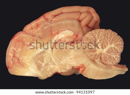 Midline (sagittal) cut through a fresh dissected dog brain. Royalty-Free Stock Photo #94131097