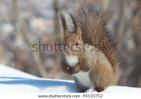 Hokkaido Squirrel (Ezorisu), subspecies of Red Squirrel native to Hokkaido, Japan.