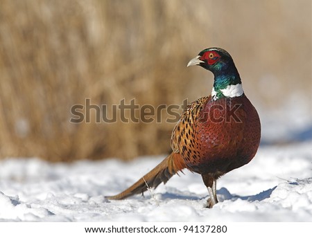 Ringneck Pheasant "Phasianus colchicus", Standing on Snow