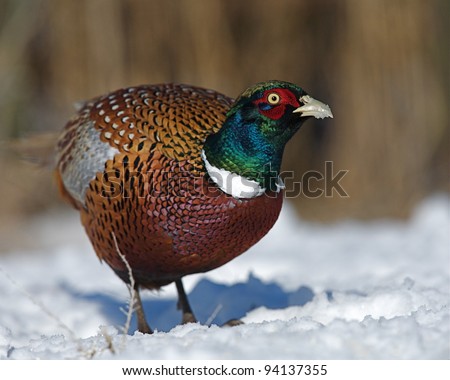 Brilliant Ringneck Pheasant on Snow