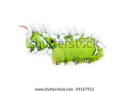 Tomato Hornworm  (Manduca Quinquemaculata) covered in Braconid Wasp eggs isolated on a white background