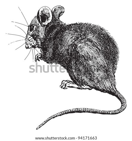 House mouse (Mus musculus) / vintage illustration from Meyers Konversations-Lexikon 1897