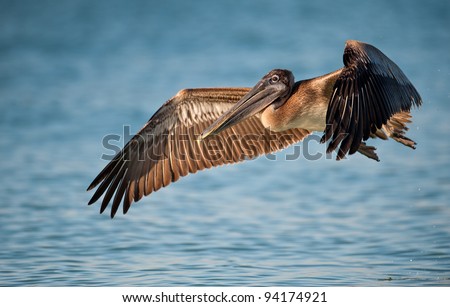 Brown pelican (Pelecanus occidentalis) in flight in Sanibel Island, Florida Royalty-Free Stock Photo #94174921