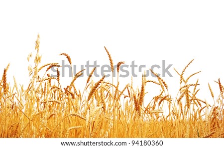Wheat on a white background. Wheat crop. Royalty-Free Stock Photo #94180360