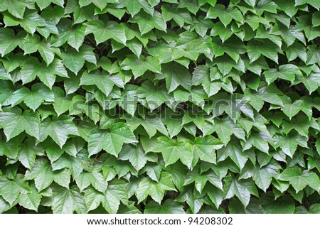 ivy leaves vertical greening, closeup of pictures