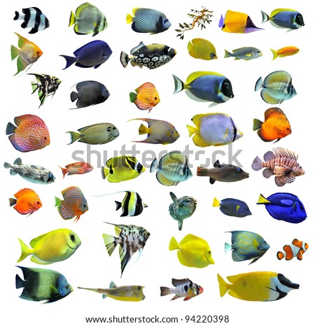 group of fishes on a white background