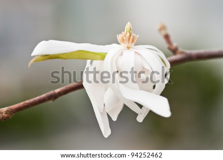 Twig of Star magnolia tree with white flower.