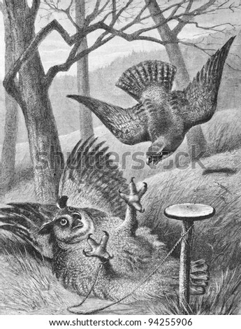 The owl and the peregrine falcon. Engraving by Koezeberg from picture by painter Vastag. Published in magazine "Niva", publishing house A.F. Marx, St. Petersburg, Russia, 1893