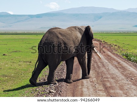 Large elephant male in Crater Ngorongoro National Park - Tanzania