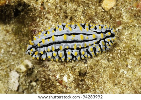 Nudibranch (Phyllidia varicosa) -Sometimes called the scrambled egg slug is known throughout the Indo-West Pacific Oceans including the central Pacific and the Red Sea. Picture taken Phi Phi, Thailand