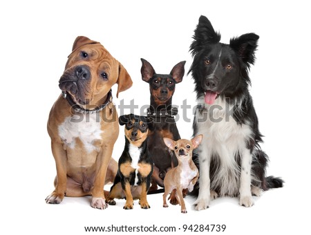 group of five dogs sitting in front of a white background Royalty-Free Stock Photo #94284739