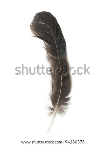 Bird feather isolated on white background