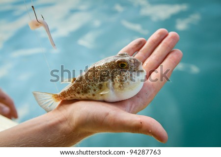 Fugu fish caught while fishing in Siam Bay Royalty-Free Stock Photo #94287763