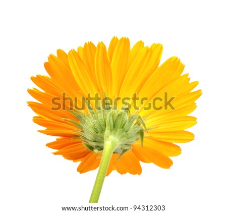 Back-side of orange flower isolated on white background. Close-up. Studio photography.