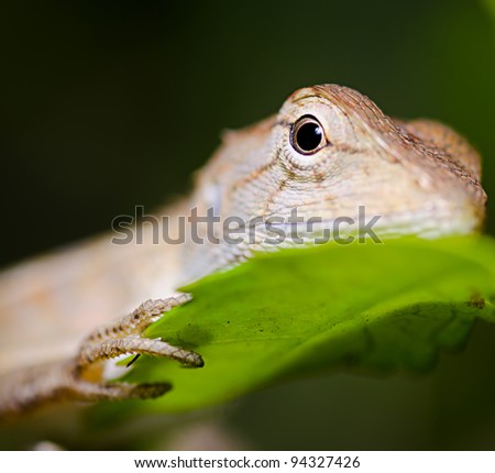 Close up lizard resting on leaf at night