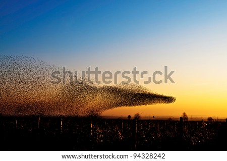 Many birds dancing like human, perfect day and perfect moment Royalty-Free Stock Photo #94328242