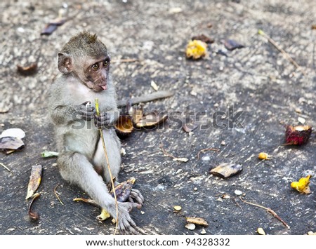 Monkey. Bali a zoo. Indonesia.