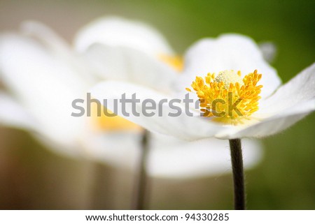 Simple white flowers