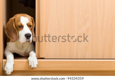 The missing dog has climbed in a wardrobe.