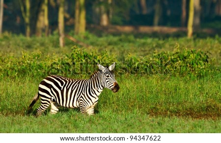 Zebra in the Lake Nakuru National Park in Kenya, Africa