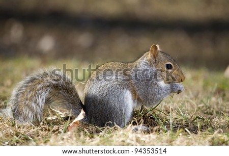 Tree squirrel on the grass that looks like it is biting its nails
