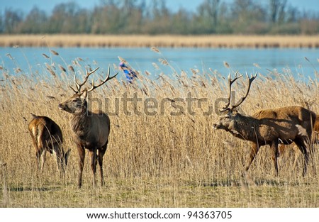 Wild deer and a skater on a frozen lake