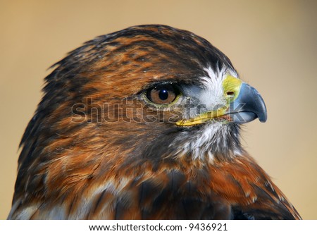 Close-up picture of a Red-tailed Hawk