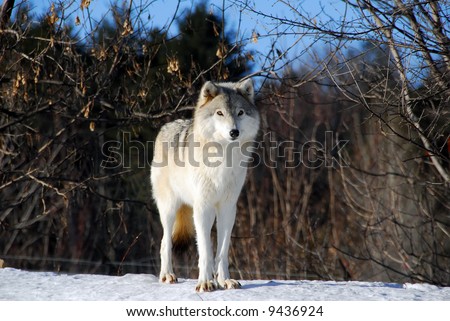 Picture of a Gray Wolf in it's natural Winter habitat