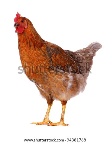 Brown hen isolated on white, studio shot. Royalty-Free Stock Photo #94381768