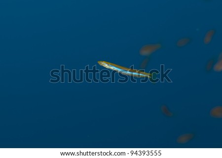 Scale-eating sabretooth blenny in the Red sea