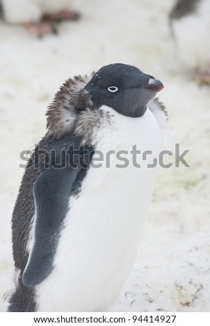 Moulting Adelie penguin on the background of dirty snow.