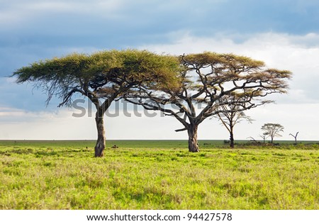 The lofty trees in Serengeti National Park - Tanzania