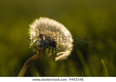 A nice picture of a backlit Dandelion. This was taken during the autumn season.