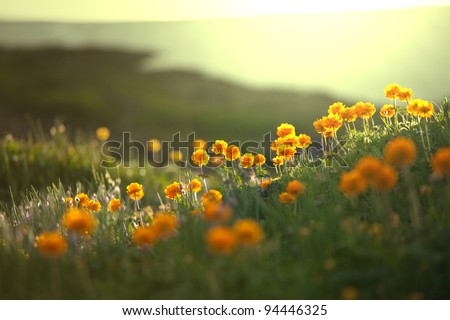 sunny meadow Royalty-Free Stock Photo #94446325