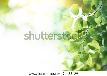 Green leaves in morning,natural background.