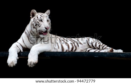 picture of Tiger  of high-res with an artistic background